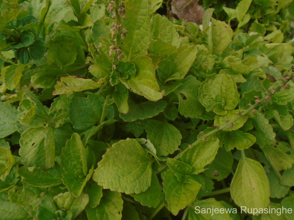 Coleus rotundifolius (Poir.) A.Chev. & Perrot